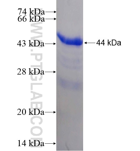ABL2 fusion protein Ag11860 SDS-PAGE