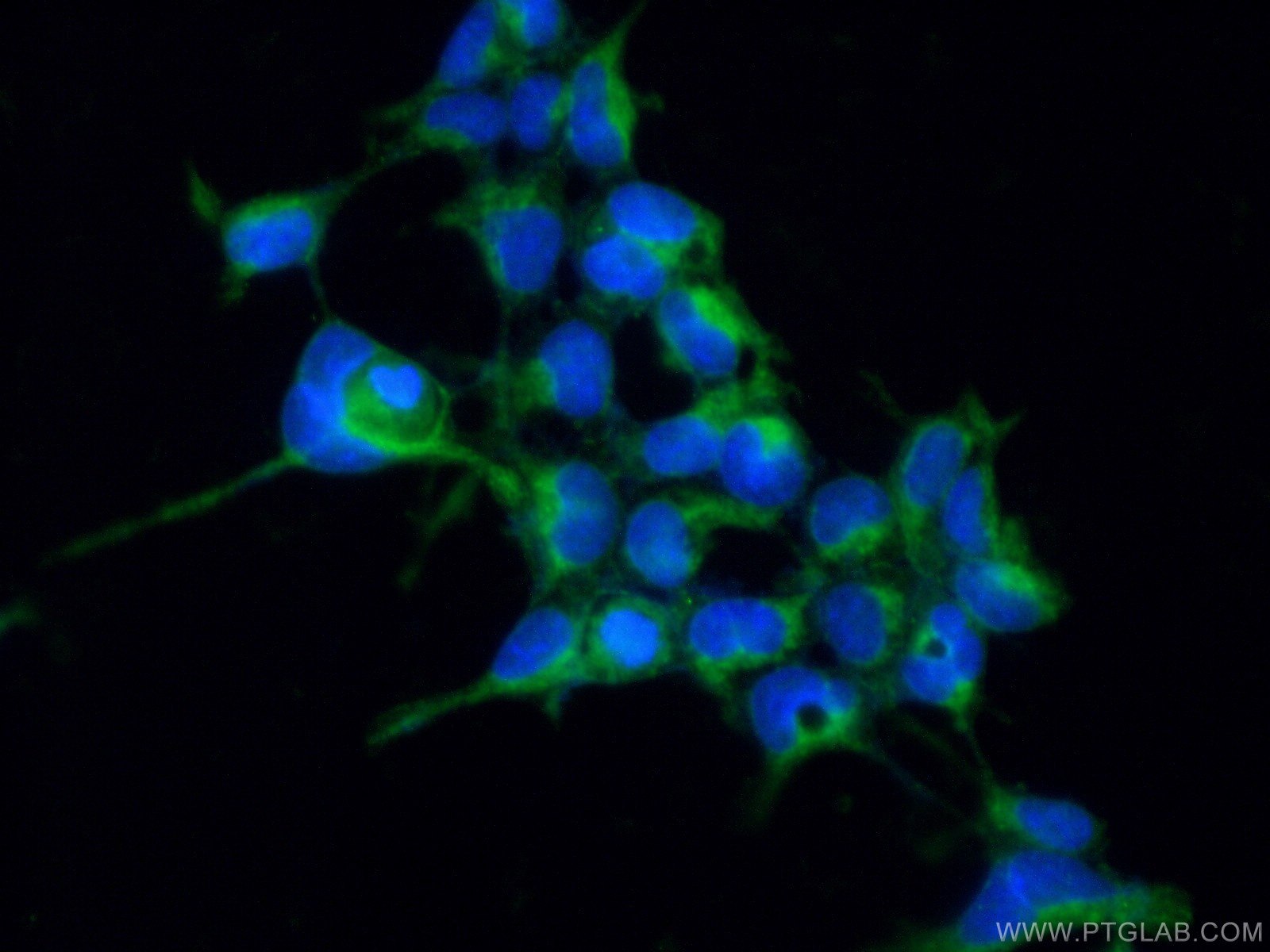 IF Staining of HEK-293 using 15129-1-AP