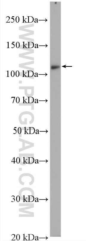 Western Blot (WB) analysis of NCI-H1299 cells using ABLIM1 Polyclonal antibody (15129-1-AP)