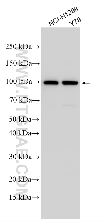 Western Blot (WB) analysis of various lysates using ABLIM1 Polyclonal antibody (15129-1-AP)