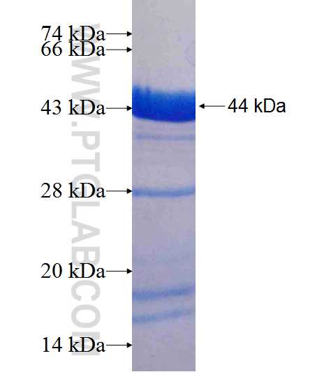 ABLIM1 fusion protein Ag7080 SDS-PAGE