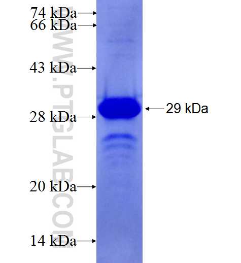ABLIM3 fusion protein Ag27588 SDS-PAGE