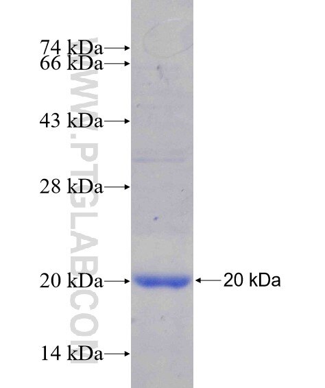 ABO fusion protein Ag25023 SDS-PAGE