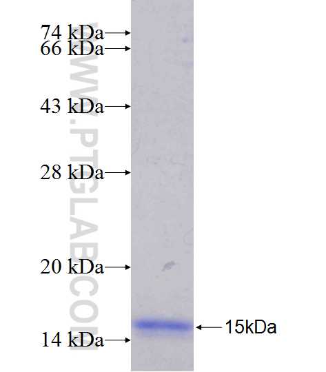 ABO fusion protein Ag25024 SDS-PAGE