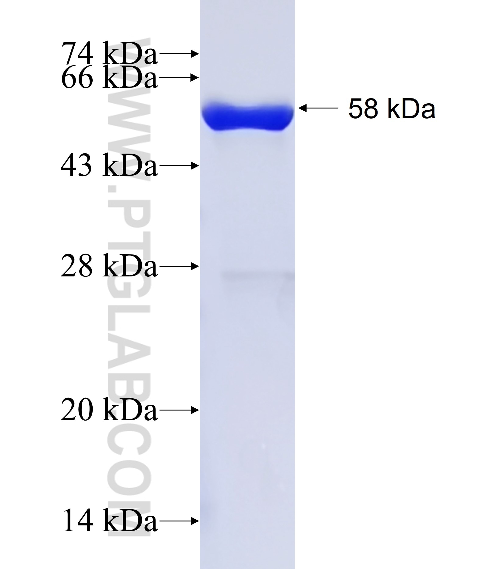 ABO fusion protein Ag15389 SDS-PAGE