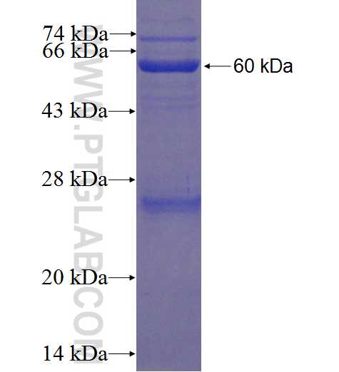 ABP1 fusion protein Ag9492 SDS-PAGE