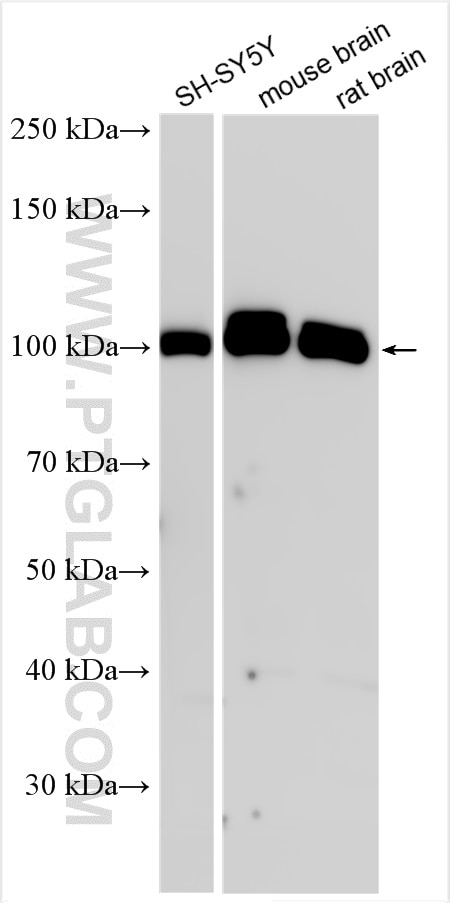 Western Blot (WB) analysis of various lysates using ABR Polyclonal antibody (29350-1-AP)