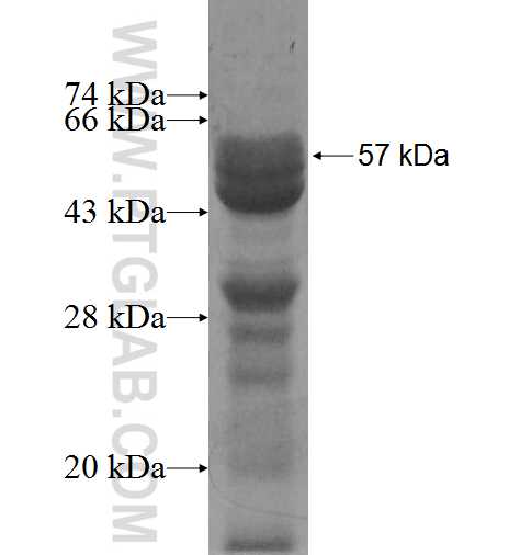 ABT1 fusion protein Ag5317 SDS-PAGE