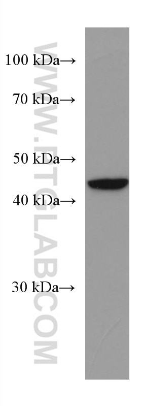 Western Blot (WB) analysis of pig cerebellum tissue using ABTB1 Monoclonal antibody (67246-1-Ig)