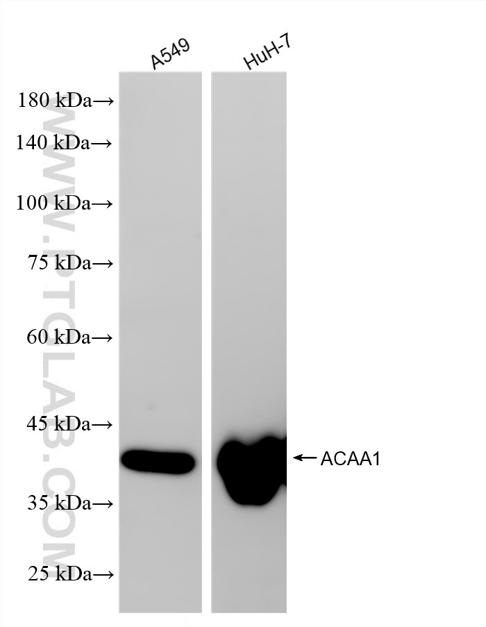 WB analysis using 87969-1-RR (same clone as 87969-1-PBS) Western Blot (WB) analysis of various lysates using ACAA1 Recombinant monoclonal antibody (87969-1-RR)