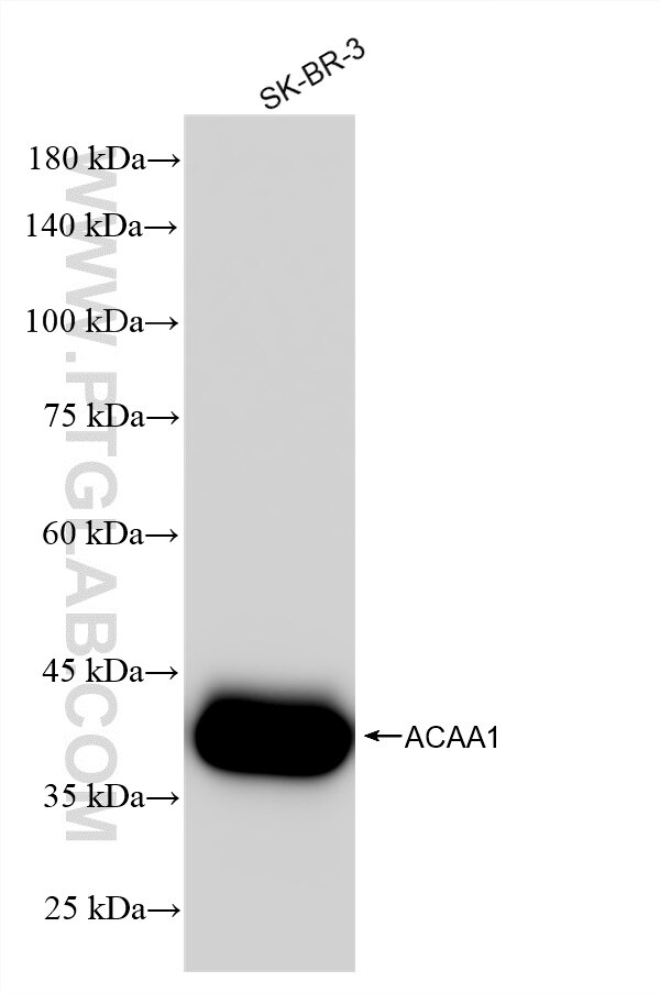 WB analysis using 87969-1-RR (same clone as 87969-1-PBS) Western Blot (WB) analysis of various lysates using ACAA1 Recombinant monoclonal antibody (87969-1-RR)