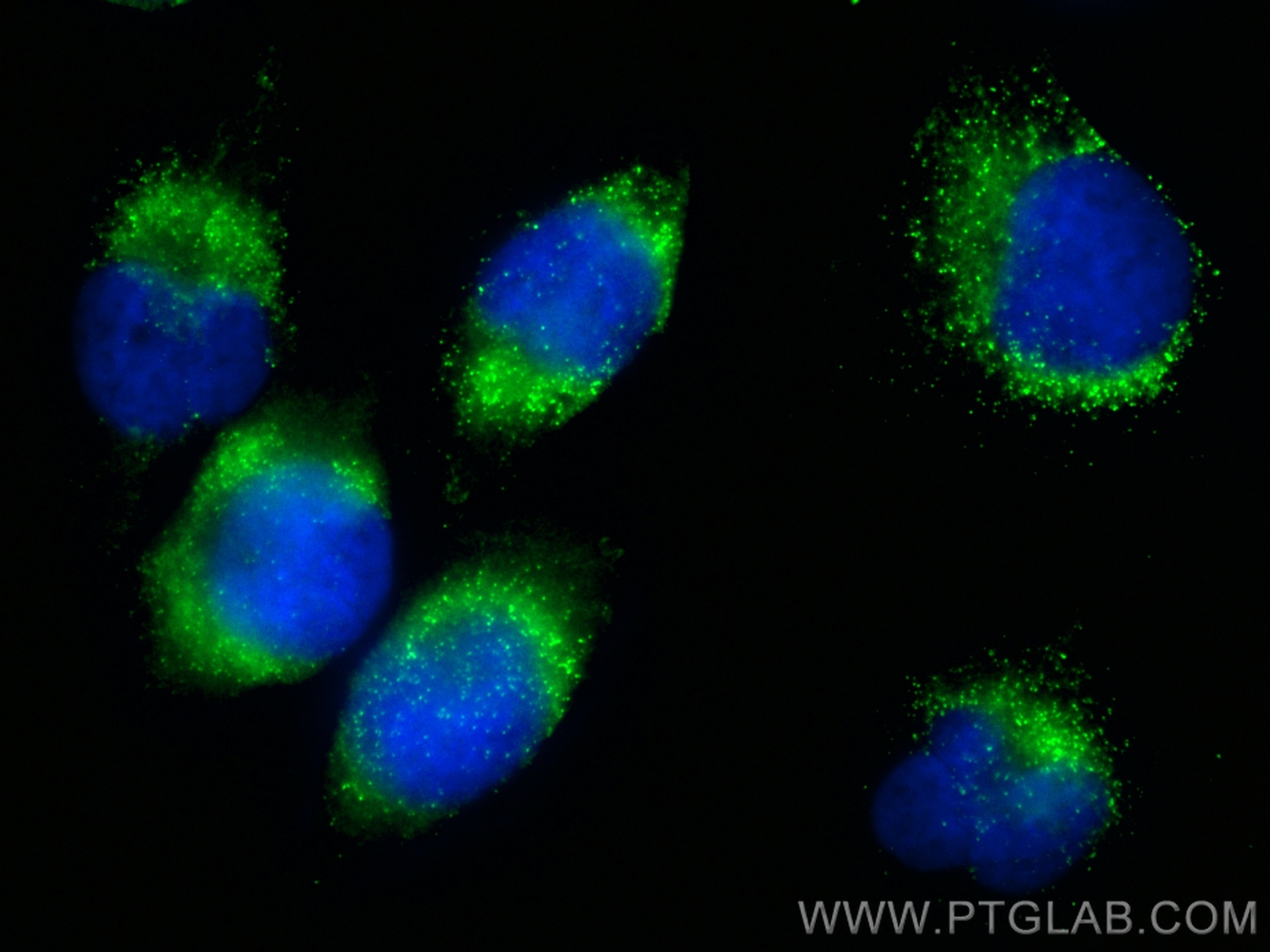 IF Staining of U-251 using CL488-12319