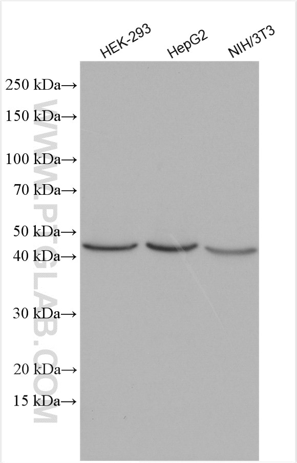 Western Blot (WB) analysis of various lysates using ACAA2 Polyclonal antibody (11111-1-AP)