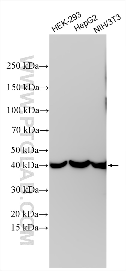 Western Blot (WB) analysis of various lysates using ACAA2 Polyclonal antibody (11111-1-AP)