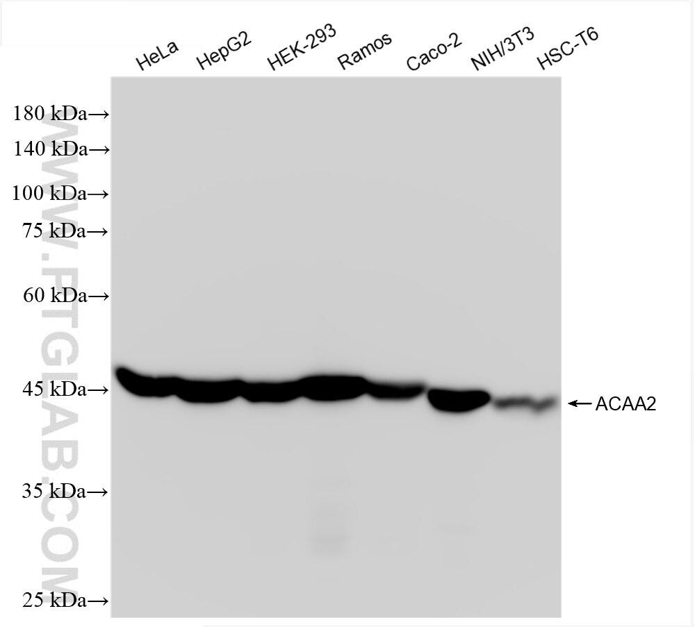 Western Blot (WB) analysis of various lysates using ACAA2 Recombinant antibody (86161-3-RR)