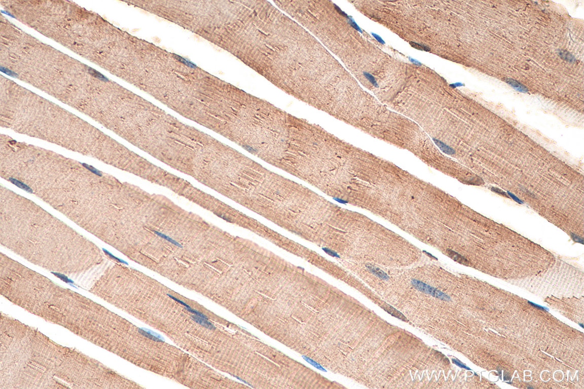 IHC staining of mouse skeletal muscle using 21923-1-AP