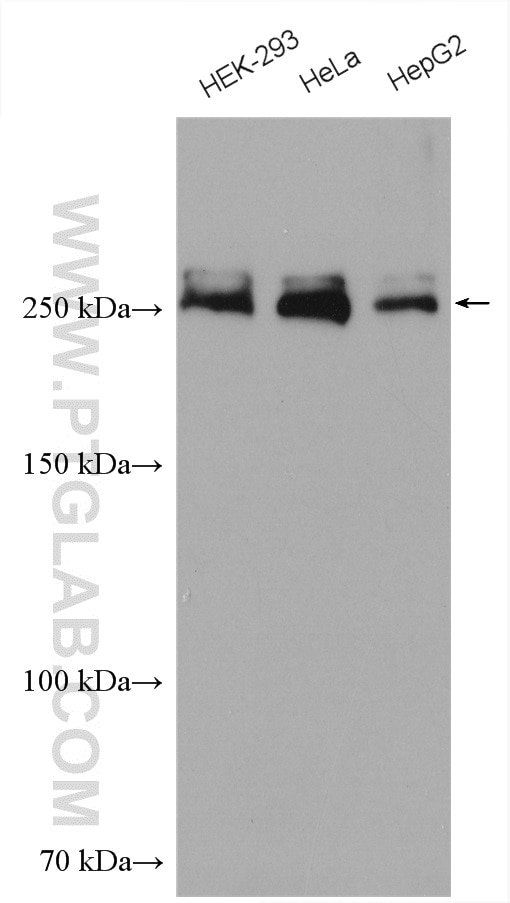 Western Blot (WB) analysis of various lysates using ACC1 Polyclonal antibody (21923-1-AP)