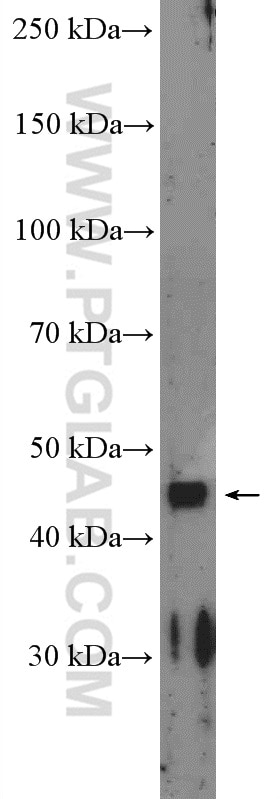 Western Blot (WB) analysis of mouse lung tissue using ACAD8 Polyclonal antibody (16742-1-AP)
