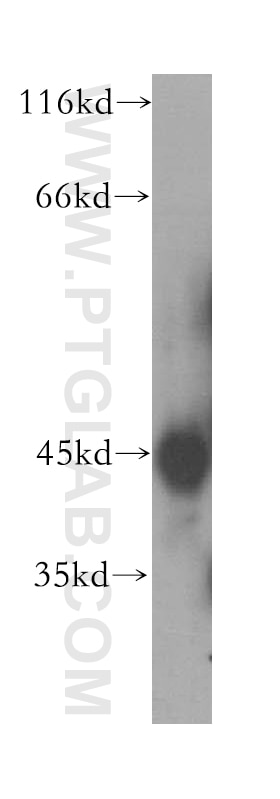 Western Blot (WB) analysis of mouse lung tissue using ACAD8 Polyclonal antibody (16742-1-AP)