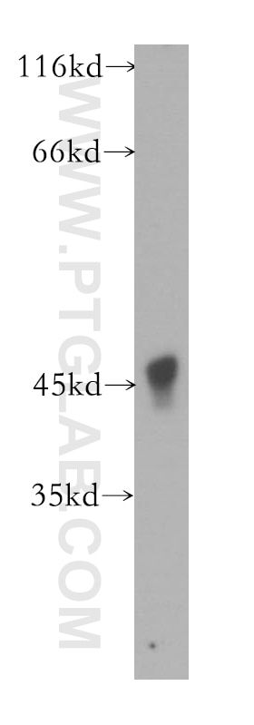 Western Blot (WB) analysis of mouse pancreas tissue using ACAD8 Polyclonal antibody (16742-1-AP)