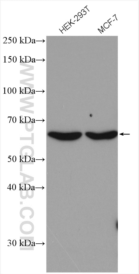 Western Blot (WB) analysis of various lysates using ACAD9 Polyclonal antibody (15770-1-AP)