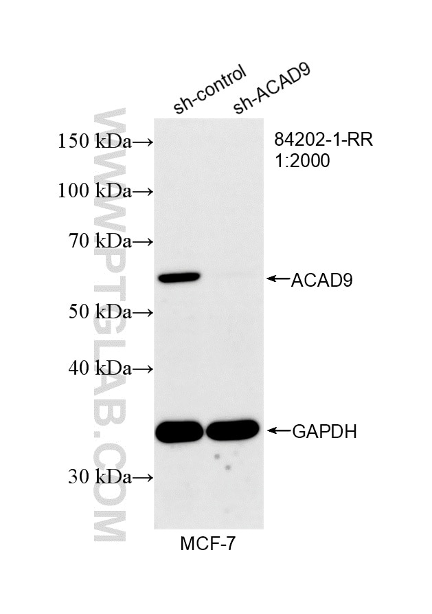 Western Blot (WB) analysis of MCF-7 cells using ACAD9 Recombinant monoclonal antibody (84202-1-RR)