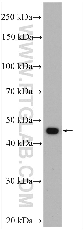 Western Blot (WB) analysis of rat kidney tissue using ACADL Polyclonal antibody (17442-1-AP)