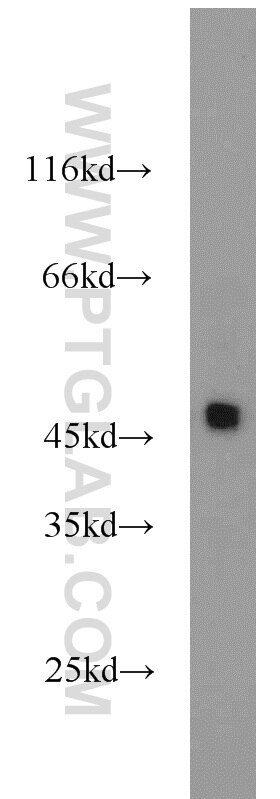 Western Blot (WB) analysis of NIH/3T3 cells using ACADL Polyclonal antibody (17442-1-AP)