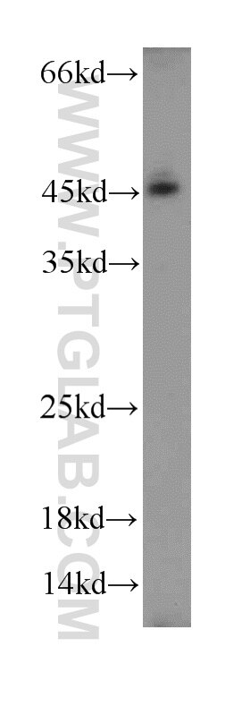 Western Blot (WB) analysis of mouse kidney tissue using ACADL Polyclonal antibody (17442-1-AP)