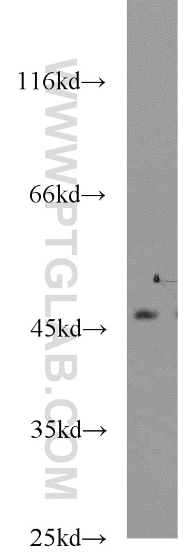 Western Blot (WB) analysis of mouse kidney tissue using ACADL Polyclonal antibody (17442-1-AP)