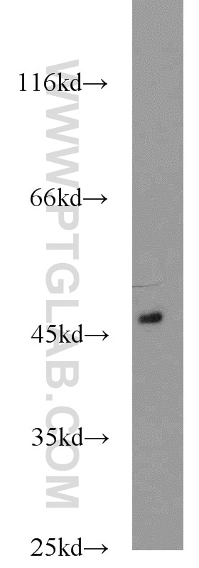 Western Blot (WB) analysis of mouse kidney tissue using ACADL Polyclonal antibody (17442-1-AP)