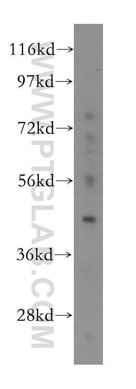 Western Blot (WB) analysis of HepG2 cells using ACADL Polyclonal antibody (17442-1-AP)