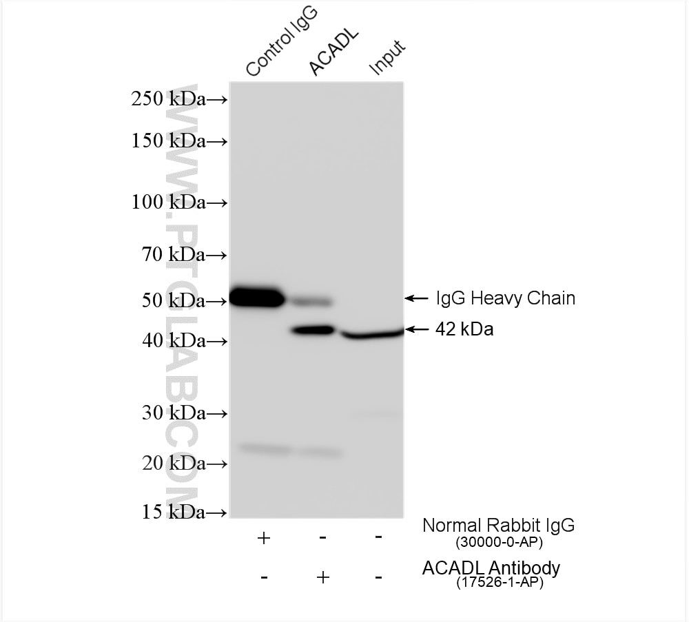 Immunoprecipitation (IP) experiment of mouse kidney tissue using ACADL-Specific Polyclonal antibody (17526-1-AP)