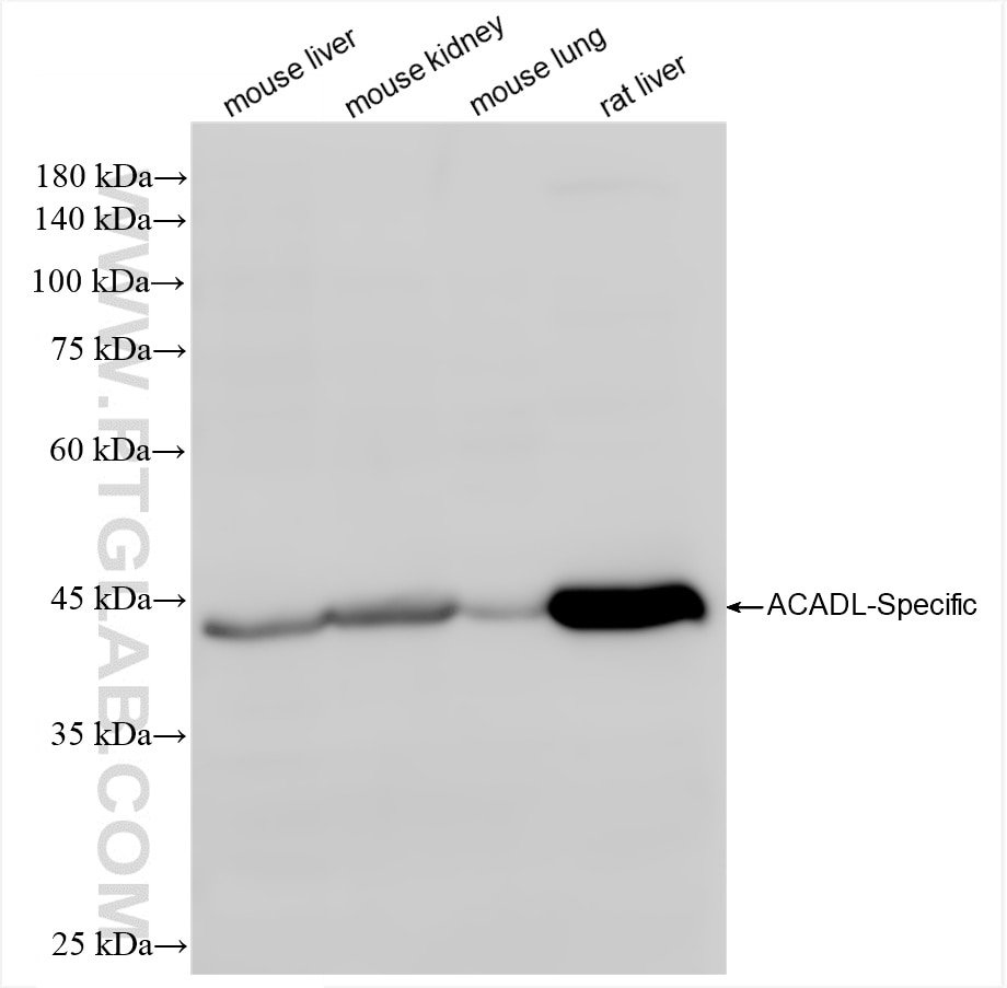 ACADL-Specific