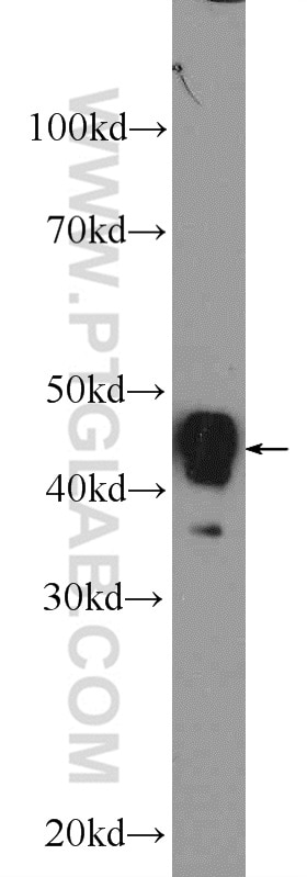 Western Blot (WB) analysis of rat heart tissue using ACADM Polyclonal antibody (55210-1-AP)