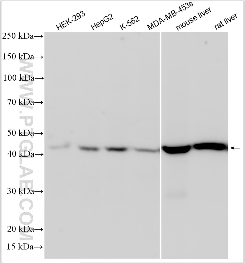 Western Blot (WB) analysis of various lysates using ACADM Polyclonal antibody (55210-1-AP)