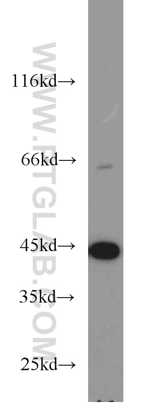 Western Blot (WB) analysis of K-562 cells using ACADM Polyclonal antibody (55210-1-AP)