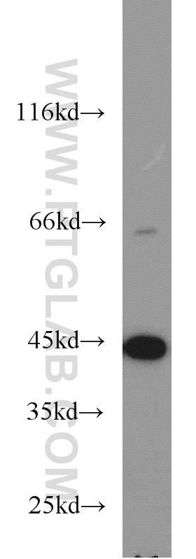 WB analysis of K-562 using 55210-1-AP