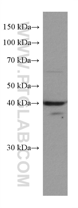 Western Blot (WB) analysis of HSC-T6 cells using ACADM Monoclonal antibody (67742-1-Ig)