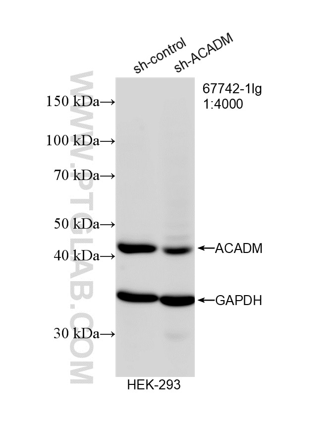 Western Blot (WB) analysis of HEK-293 cells using ACADM Monoclonal antibody (67742-1-Ig)