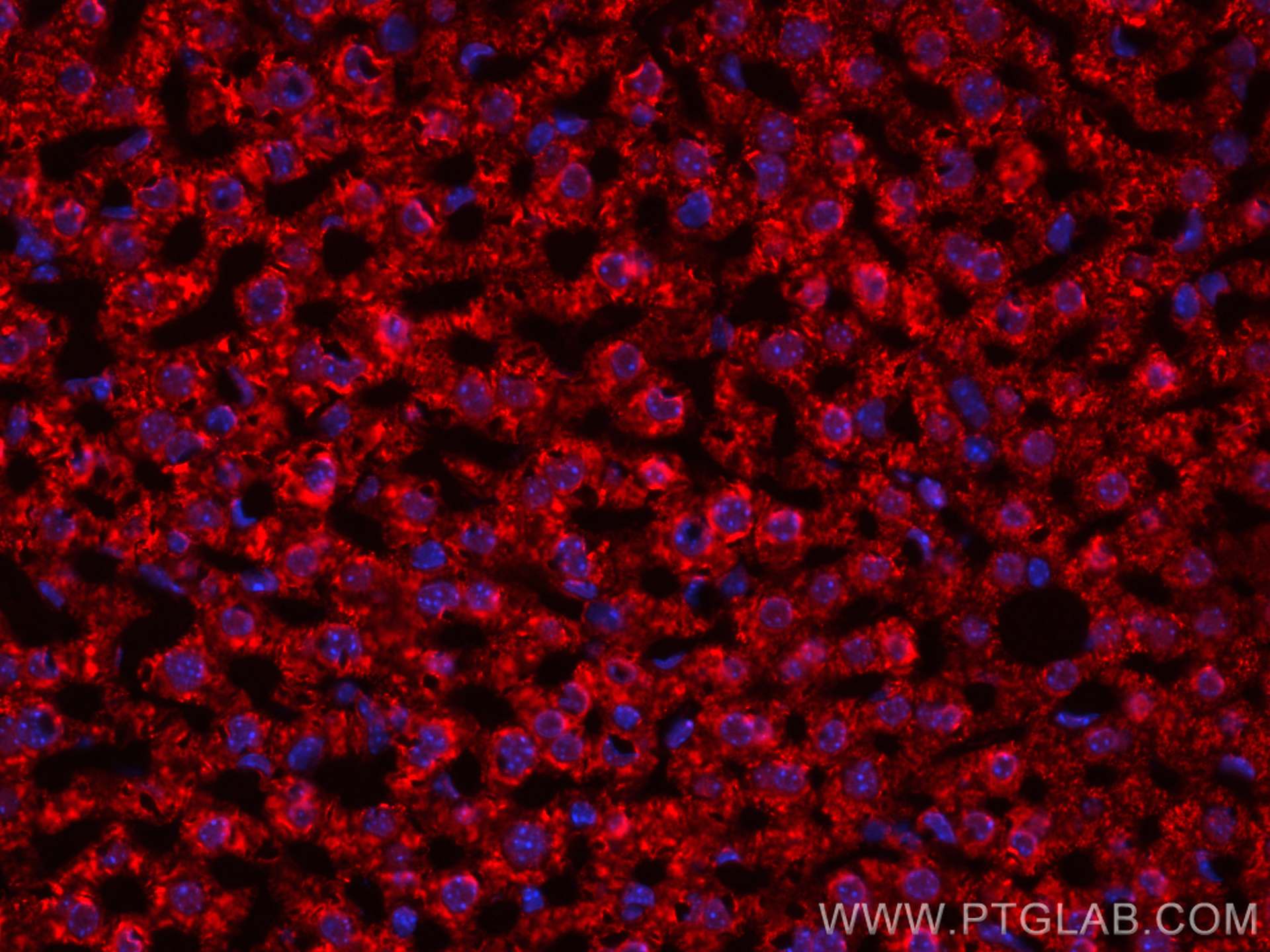 IF Staining of mouse liver using CL594-67742