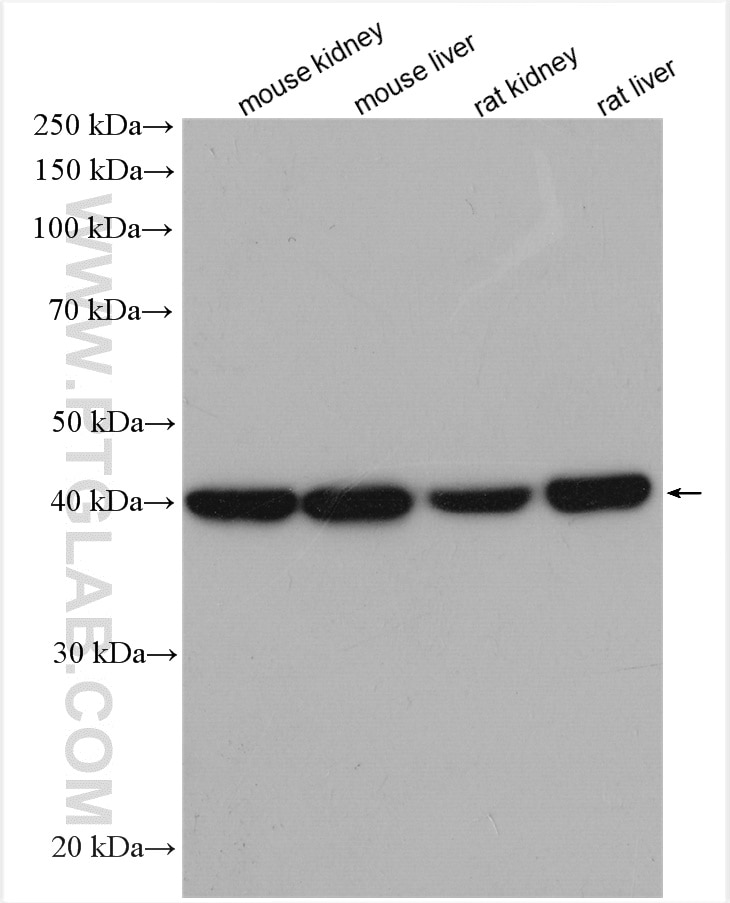 Western Blot (WB) analysis of various lysates using ACADS Polyclonal antibody (16623-1-AP)