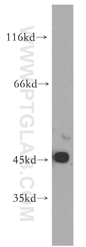 Western Blot (WB) analysis of COS-7 cells using ACADS Polyclonal antibody (16623-1-AP)