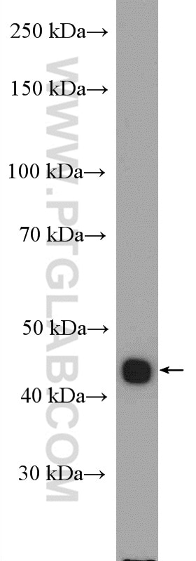 Western Blot (WB) analysis of HEK-293 cells using ACADSB Polyclonal antibody (13122-1-AP)
