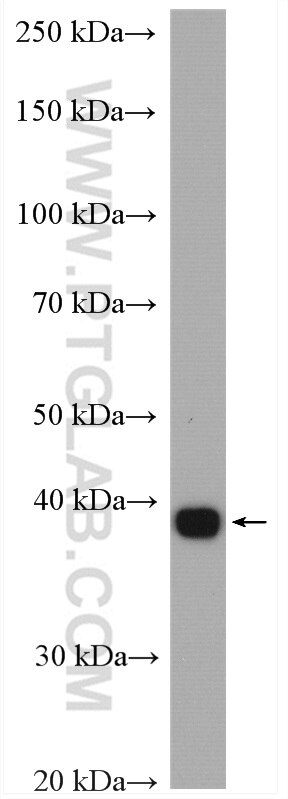 Western Blot (WB) analysis of mouse kidney tissue using ACADSB Polyclonal antibody (13122-1-AP)