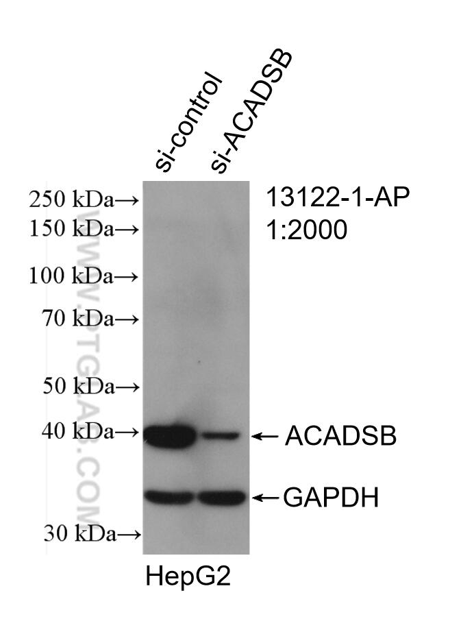 Western Blot (WB) analysis of HepG2 cells using ACADSB Polyclonal antibody (13122-1-AP)