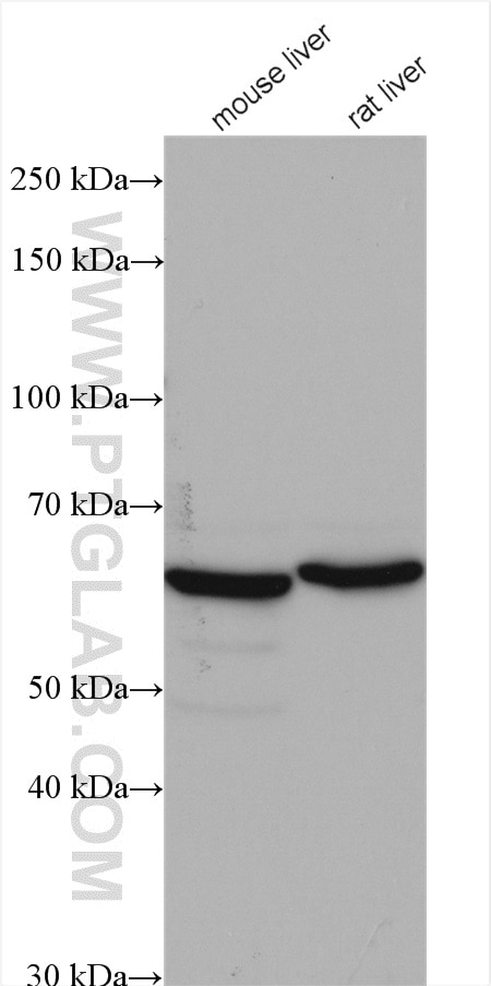 Western Blot (WB) analysis of various lysates using ACADVL Polyclonal antibody (14527-1-AP)