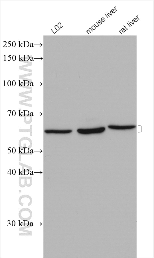 Western Blot (WB) analysis of various lysates using ACADVL Polyclonal antibody (14527-1-AP)