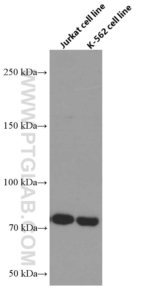 Western Blot (WB) analysis of Jurkat cells using ACAP1 Monoclonal antibody (66596-1-Ig)