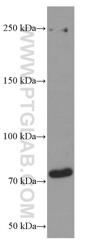 Western Blot (WB) analysis of HL-60 cells using ACAP1 Monoclonal antibody (66596-1-Ig)